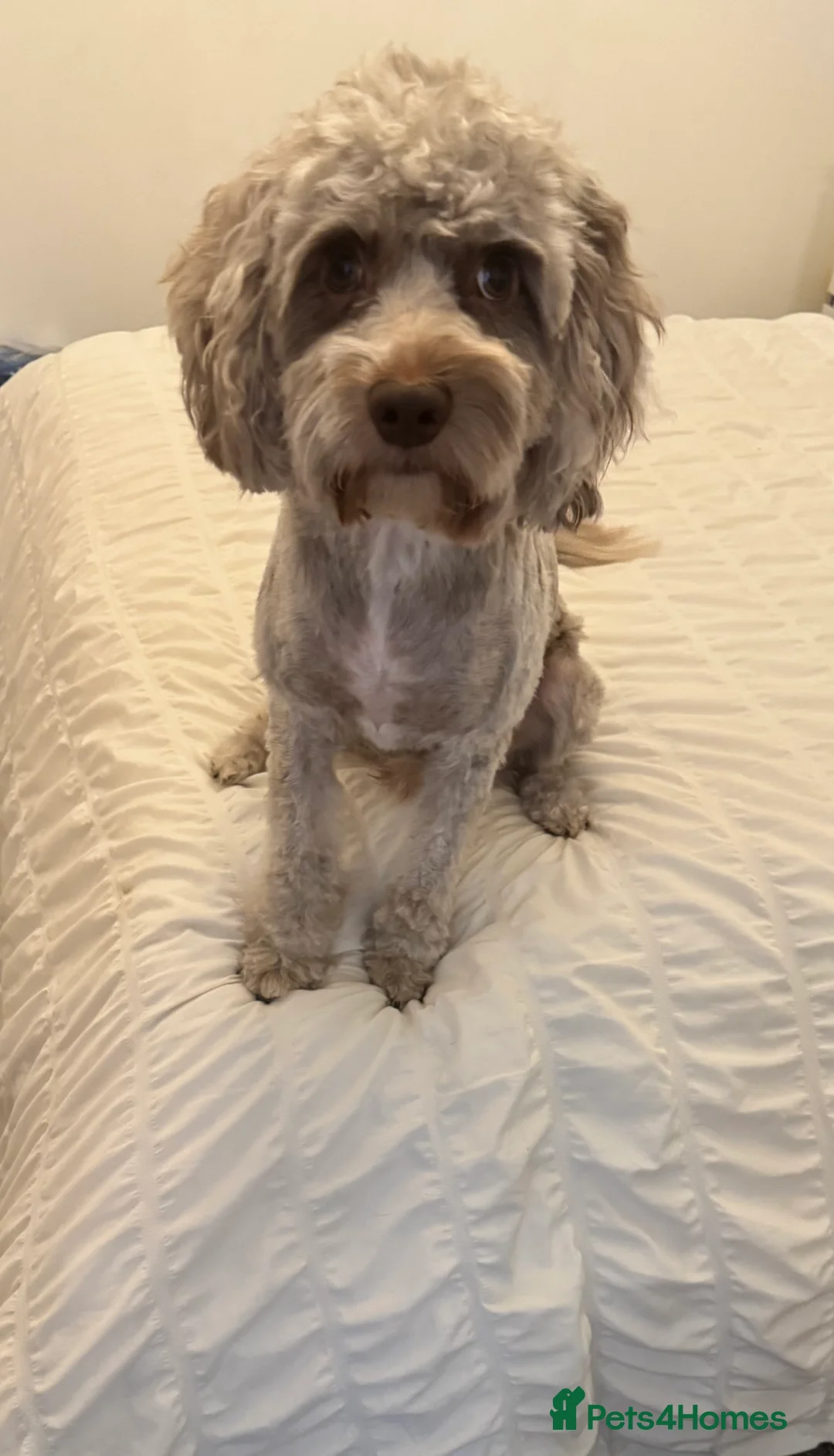 Cockapoo dogs for sale: I am looking for a new home  in Nottingham - Advert 1