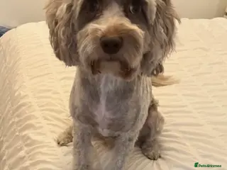 Cockapoo dogs I am looking for a new home - Advert 6