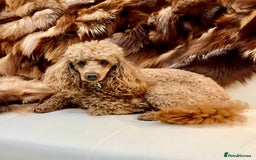 Cockapoo dogs for sale: 4⭐️Licensed Breeder Cockapoo Puppies - Image 3