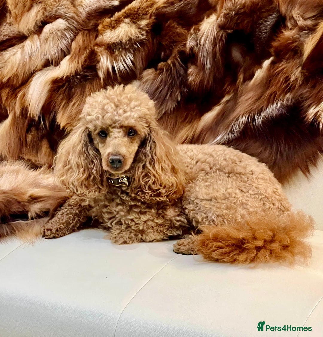 Cockapoo dogs for sale: 4⭐️Licensed Breeder Cockapoo Puppies - Image 3