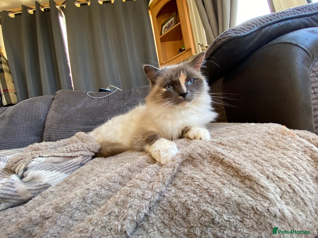 Ragdoll cats for sale: Ragdoll  - Image 9