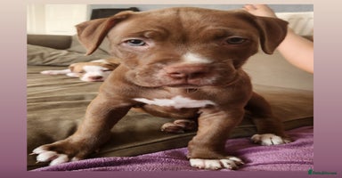 Mixed Breed dogs in Dagenham - Advert 14