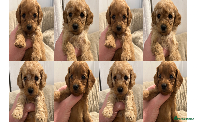 Goldendoodle dogs Miniature Goldendoodles - Ready Mid December  - Advert 4