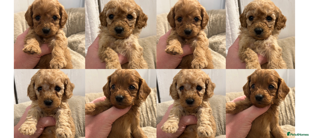 Goldendoodle dogs for sale: Miniature Goldendoodles - Ready Mid December  - Advert 2