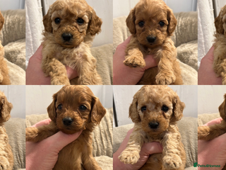 Goldendoodle dogs Miniature Goldendoodles - Ready Mid December - Advert 4