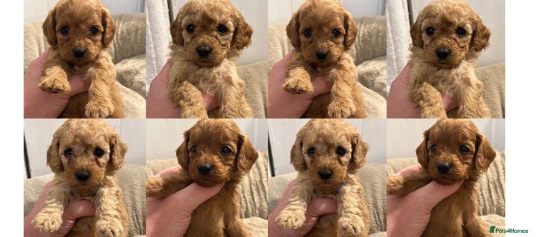 Goldendoodle dogs Miniature Goldendoodles - Ready Mid December - Advert 4