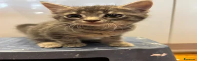 Grey Tabby 1
