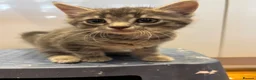Mixed Breed cats for sale:      5 Beautiful Tabby Kittens Looking For Homes in Morden - Advert 10