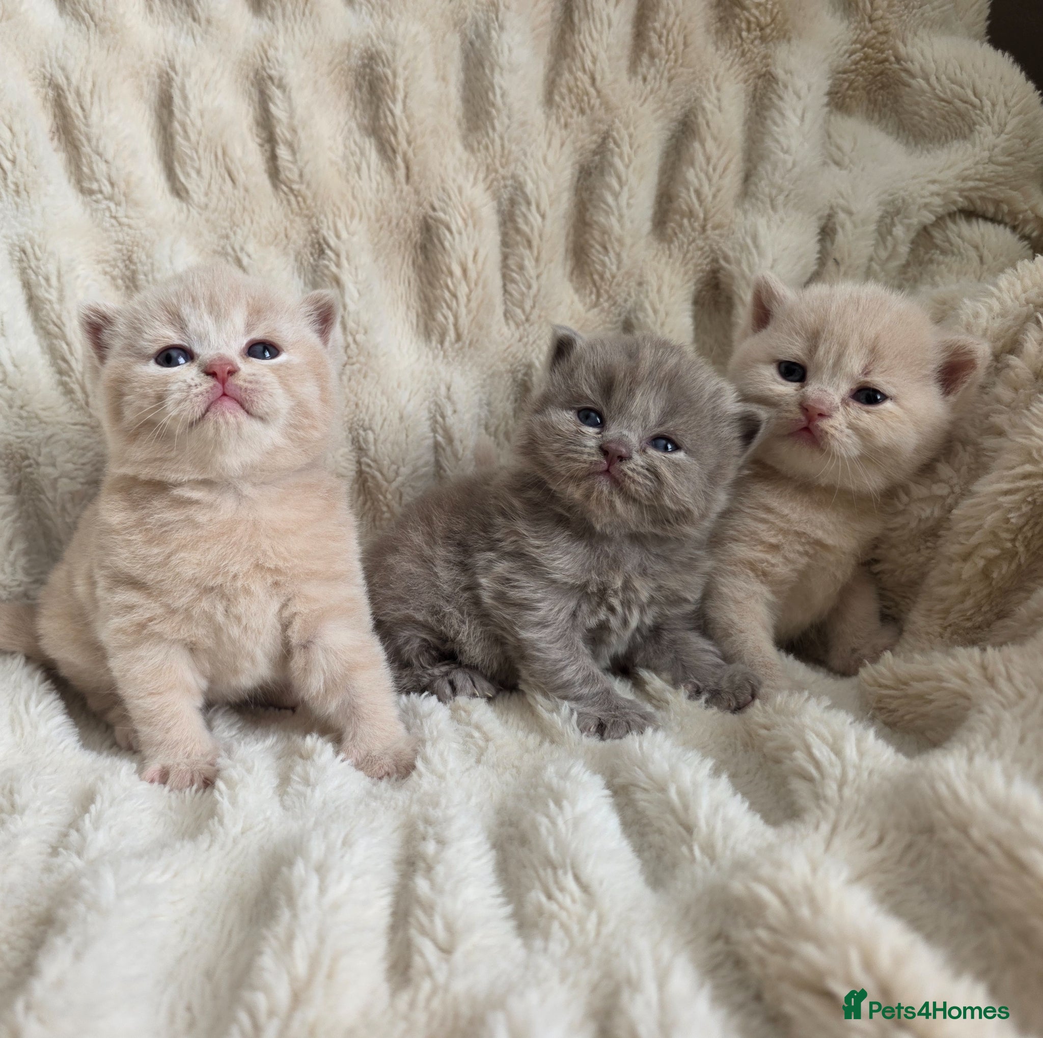 British Shorthair cats for sale: Outstanding quality British shorthair kittens  - Advert 5