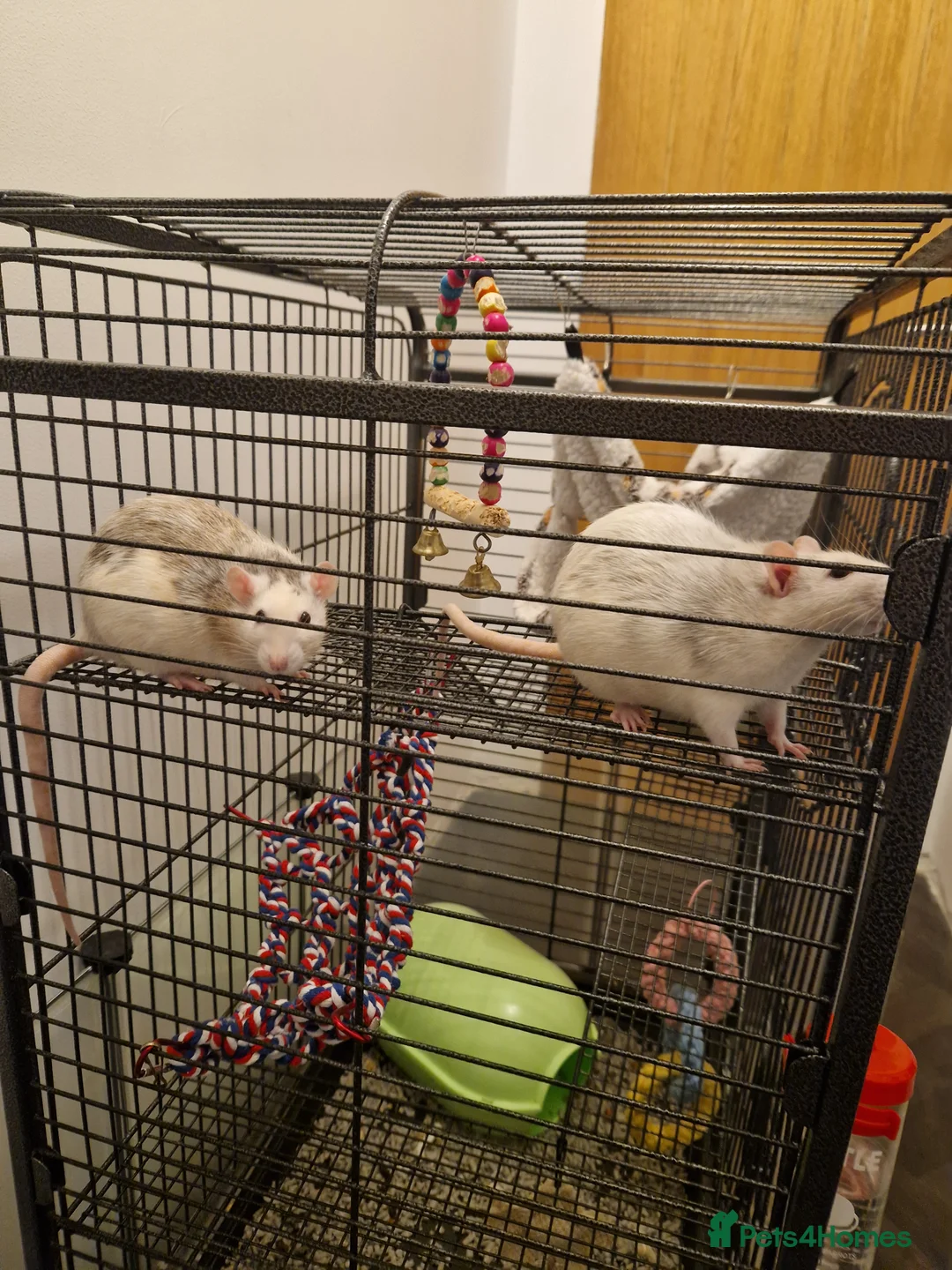 Rat rodents for sale: Two Female Rats looking for a new loving home - Advert 3