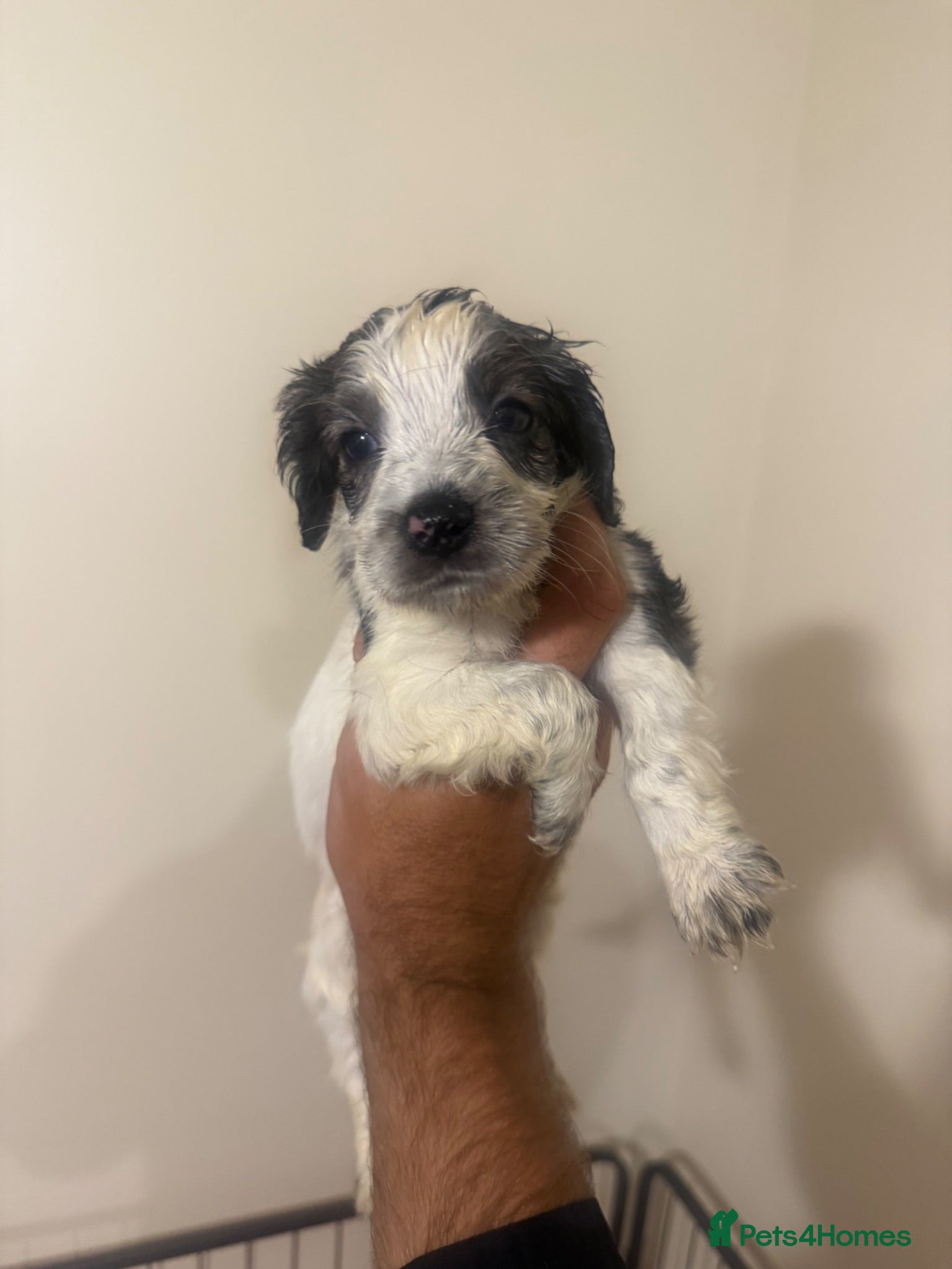 Cocker Spaniel dogs Cocker spaniels - Advert 1