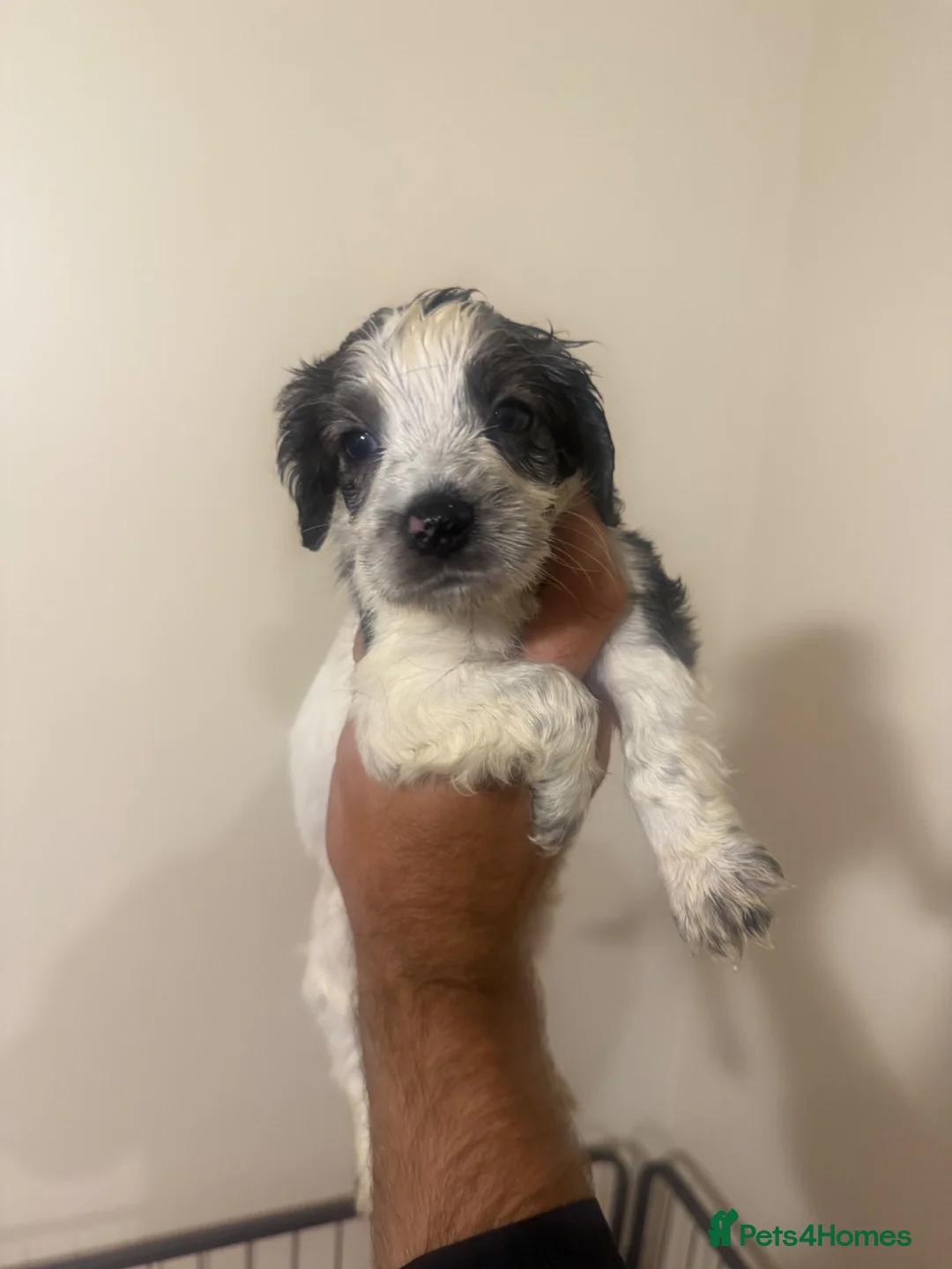 Cocker Spaniel dogs for sale: Cocker spaniels in Worksop - Advert 1