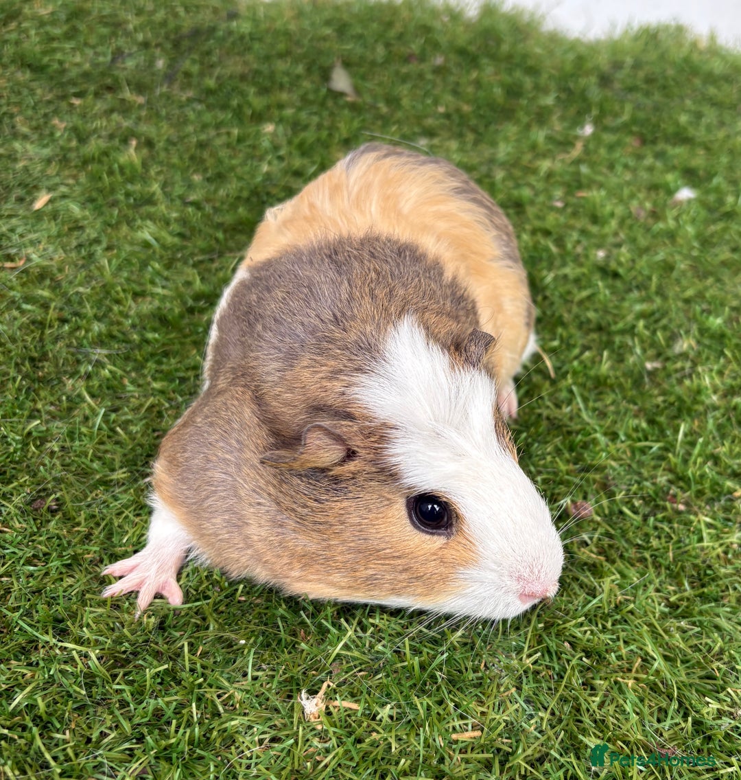 Guinea Pig rodents for sale: Female baby guinea pigs  - Image 12