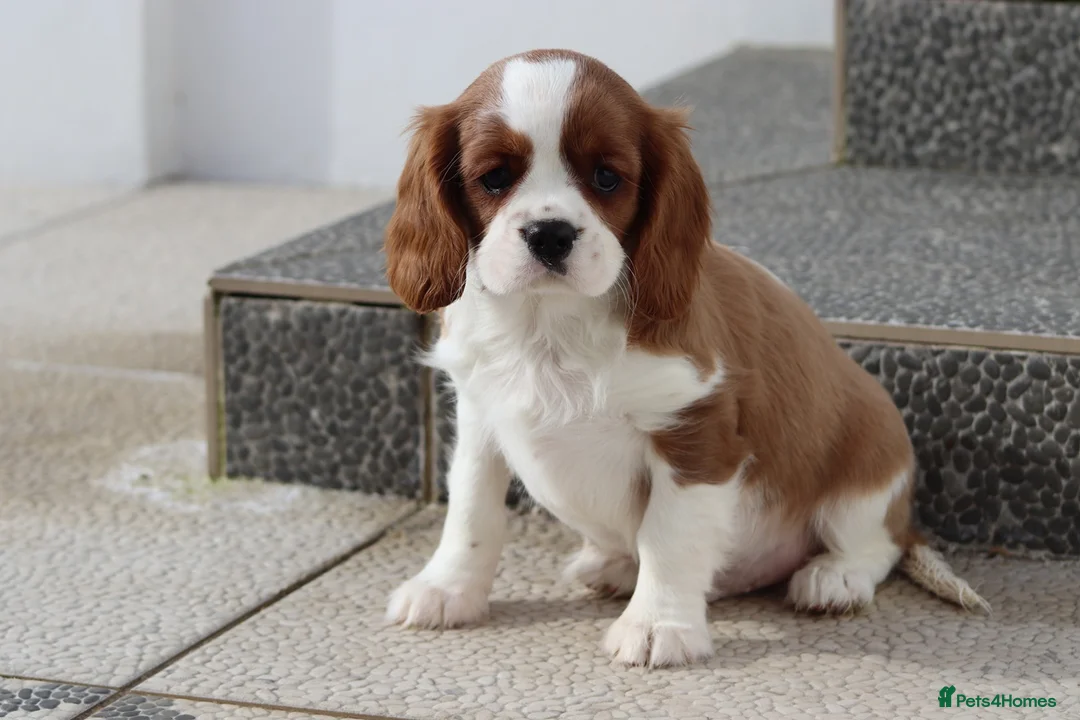 Cavalier King Charles Spaniel dogs for sale: Cavalier King Charles Spaniel puppy  - Advert 15