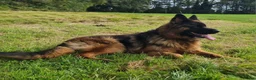 German Shepherd dogs for sale: German Shepherd Long Hair Black Litter  - Advert 5