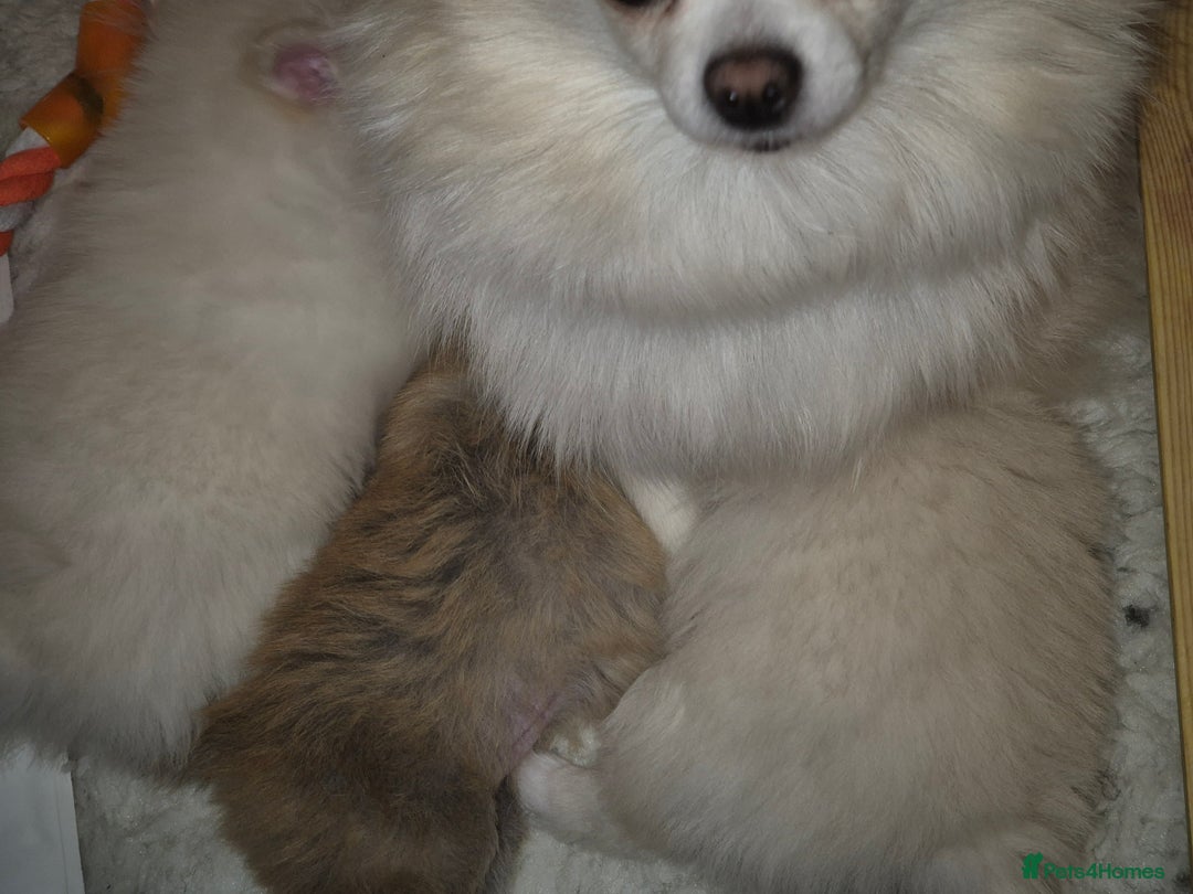 Pomchi dogs for sale: Beautiful pomchi pups - Advert 3