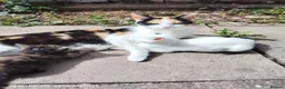 Mixed Breed cats for sale: LITTLE  KITTENS  - Advert 2