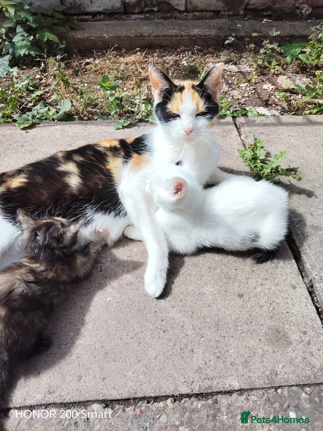 Mixed Breed cats for sale: LITTLE  KITTENS  - Advert 2