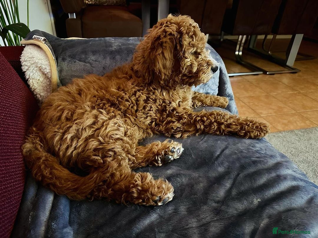Double Doodle dogs for sale: Beautiful Double Doodle Puppy Sophie 8 Months Old - Advert 2