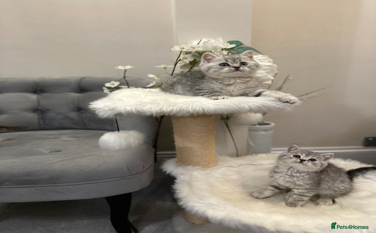 British Shorthair cats - Advert 12