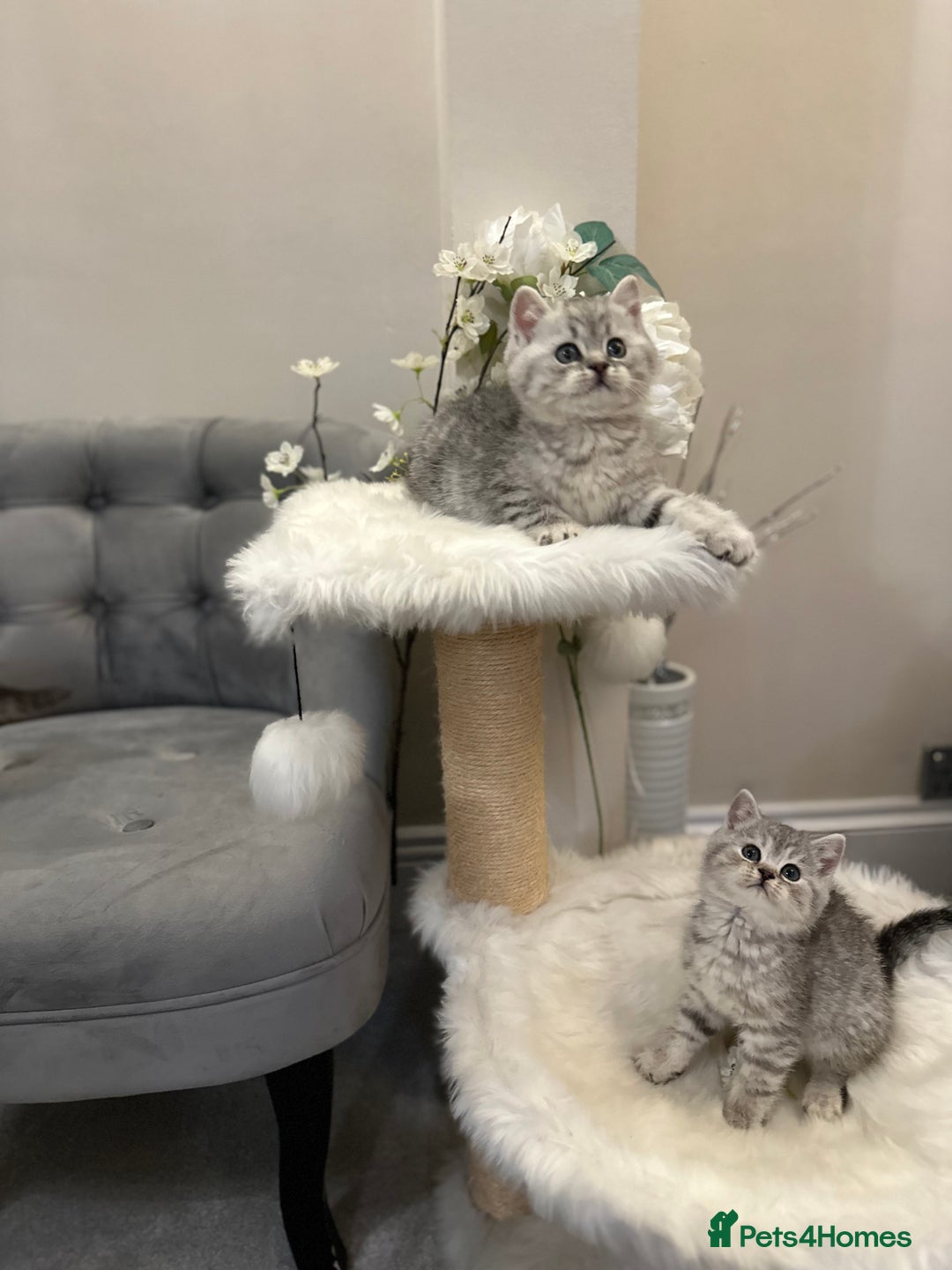 British Shorthair cats for sale: Silver Spotted Full Pedigree Registered BSH - Image 4