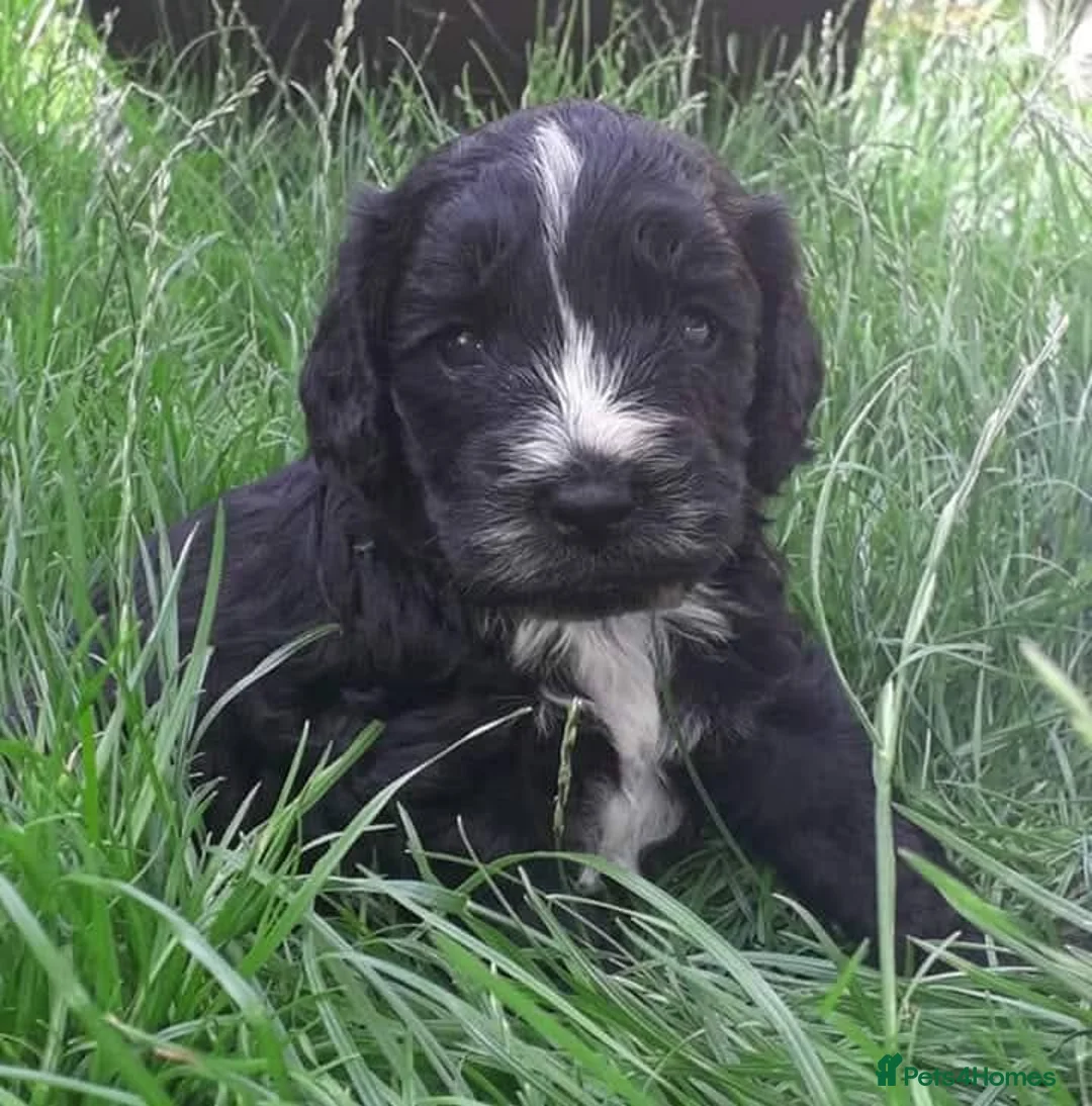 Cocker Spaniel dogs for sale: Beautiful show cockapoo litter due 1st march  - Advert 16