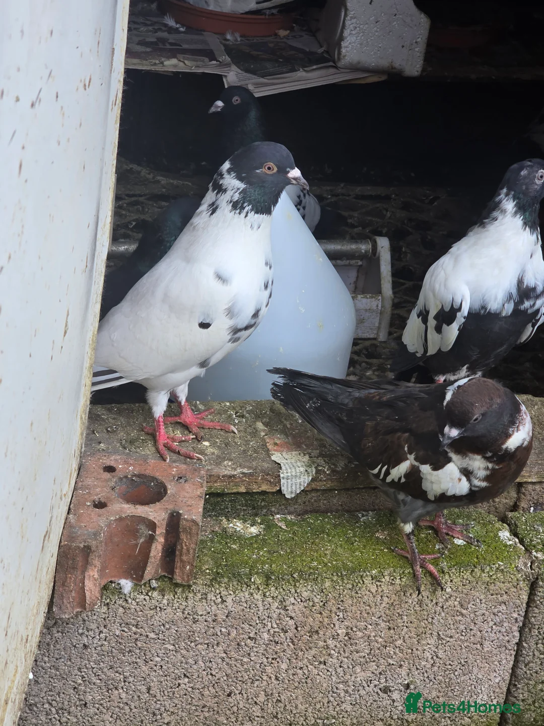 Mixed Breed birds for sale: Afghani pigeons  - Advert 2