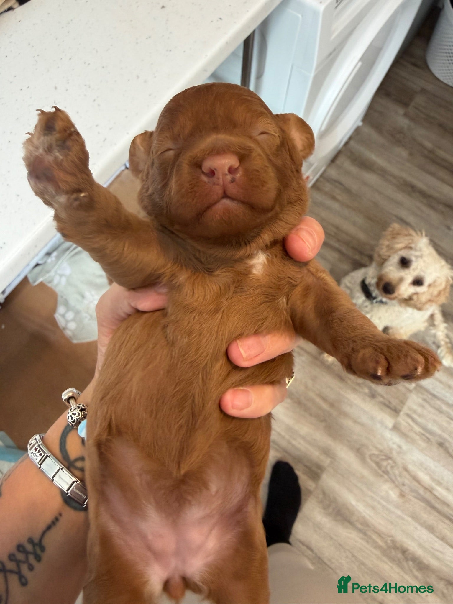 Poodle dogs Female poodle for sale - Advert 1