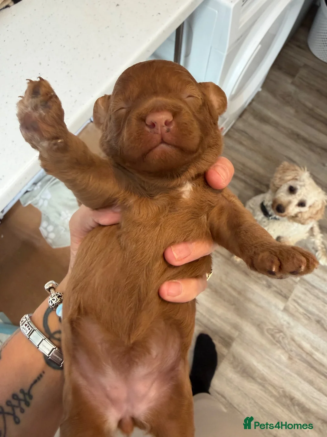Poodle dogs for sale: Female poodle for sale in Sheffield - Advert 1