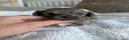 Mixed Breed dogs for sale: Stunning Chihuahua X puppies.  - Advert 22
