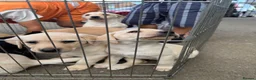 Labrador Retriever dogs for sale: Beautiful KC Registered Labrador Puppies  - Advert 4