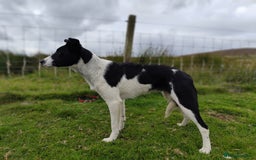 Border Collie dogs for sale: 10 months old male border collie - Image 5