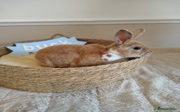 Rex rabbits for sale: Lovely Rex rabbit babies  - Image 17
