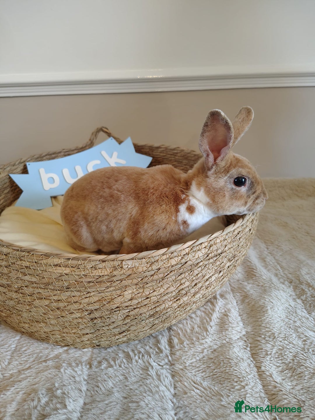 Rex rabbits for sale: Lovely Rex rabbit babies  - Image 17