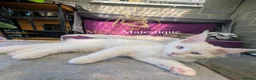 Maine Coon cats for sale: TICA registered Maine Coon White Kitten Blue Eyed - Advert 8