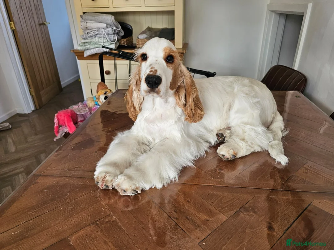 Cocker Spaniel dogs for sale: KC Registered English Cocker Spaniel in Maldon - Advert 2