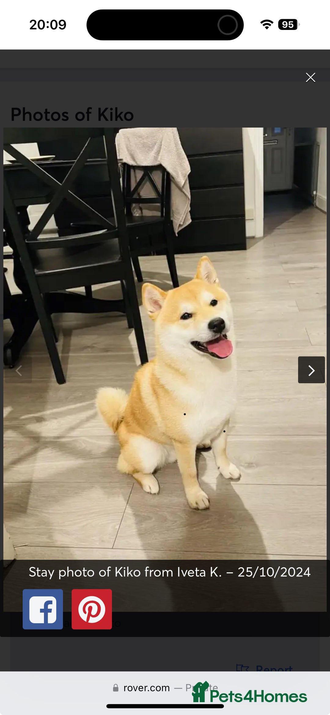 Japanese Shiba Inu dogs for stud: 18 months old Japanese Shiba Inu Stud Available - Image 13