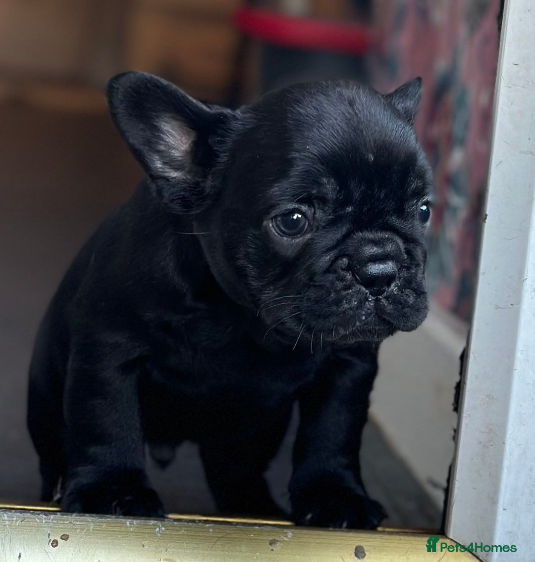 French Bulldog dogs for sale: 3 beautiful French bulldog puppies  - Image 8