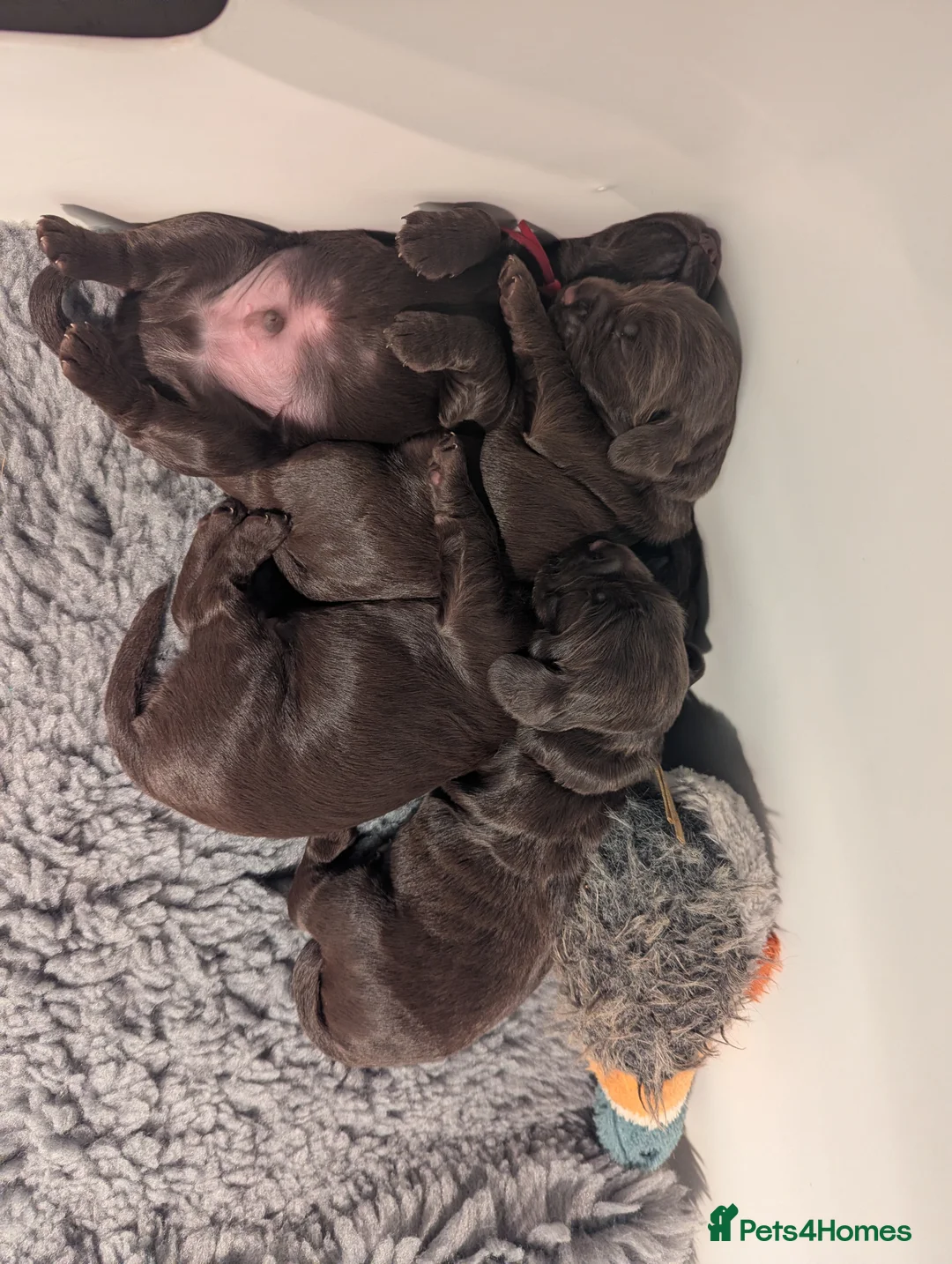 Cocker Spaniel dogs for sale: A beautiful pedigree working cocker spaniel boy in Bristol - Advert 2
