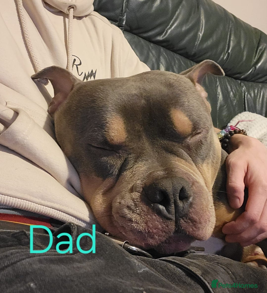 Mixed Breed dogs for sale: Staffordshire Bull Terrier Puppies-Female and Male in Bridgwater - Image 18