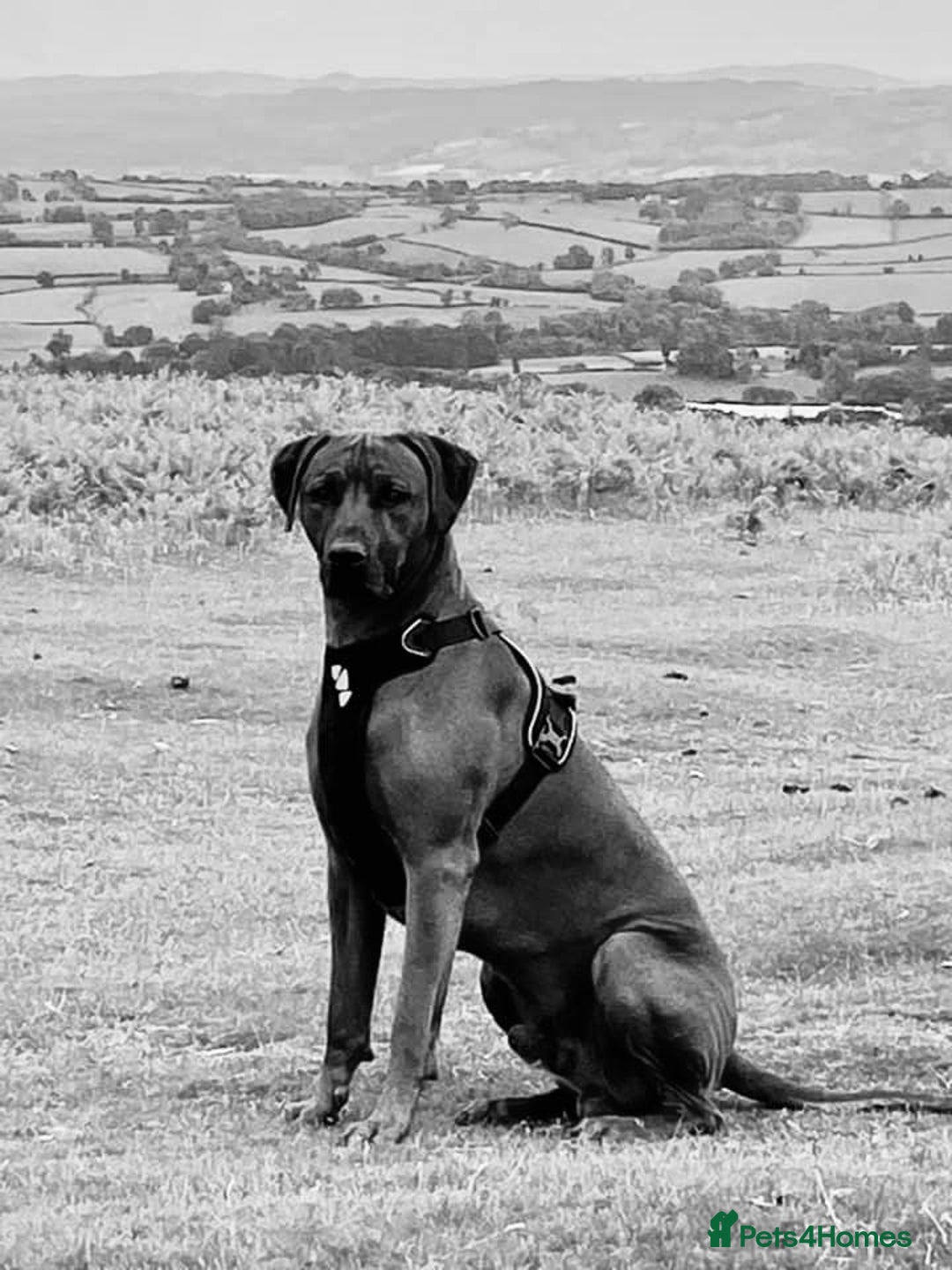Rhodesian Ridgeback dogs for stud: (Our Duke) in Leominster - Image 7