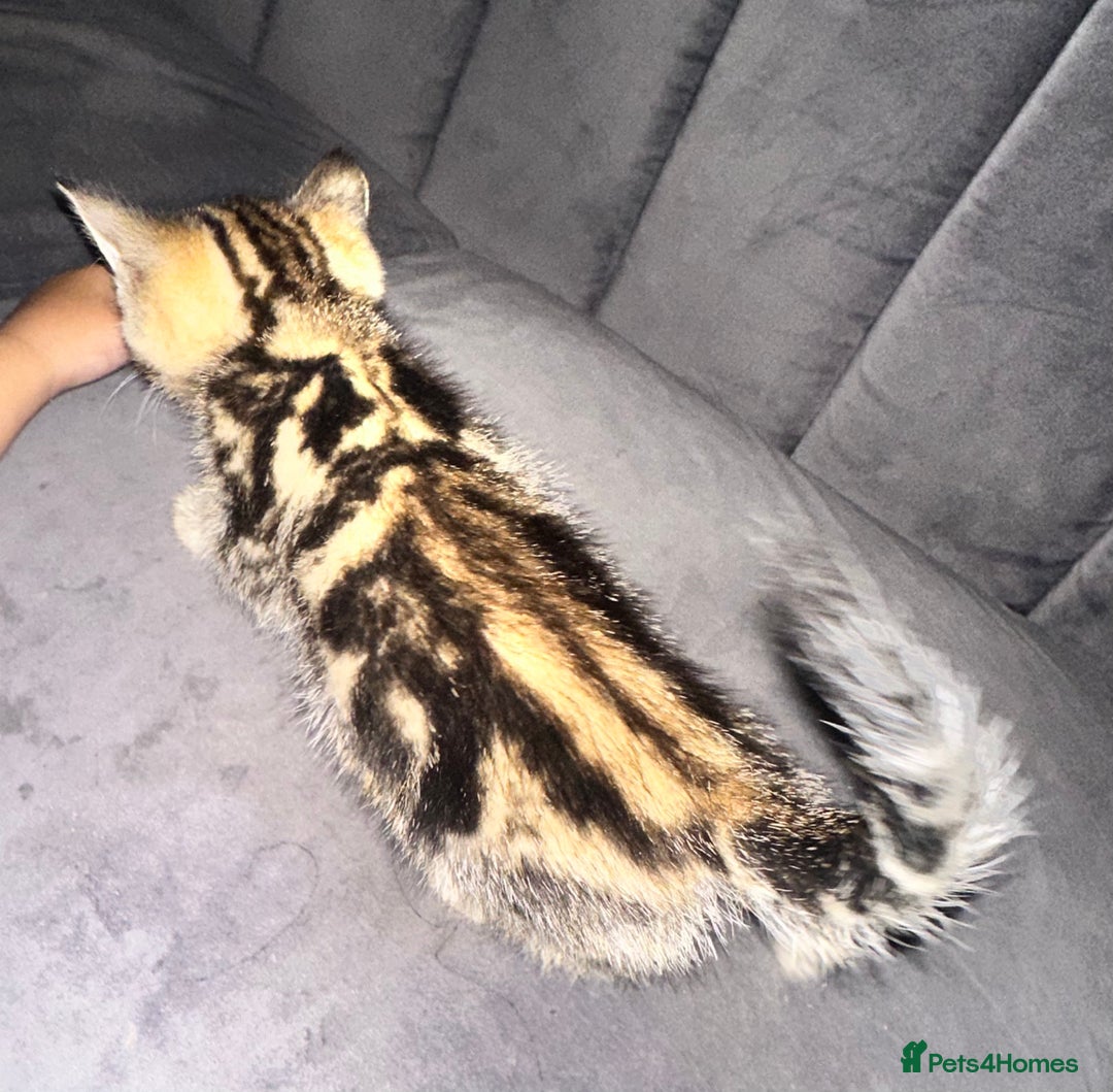 Mixed Breed cats for sale: Calico/tabby kittens  - Image 7
