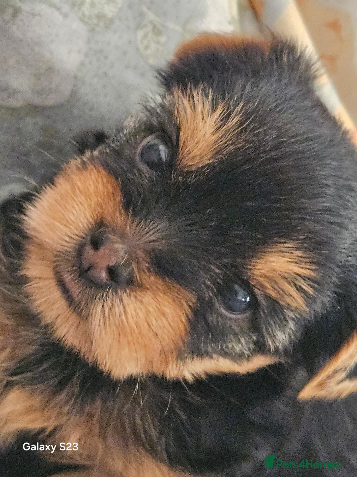 Yorkshire Terrier dogs Beautiful Yorkshire Terrier Puppy –Lola 🐾💗 - Advert 6