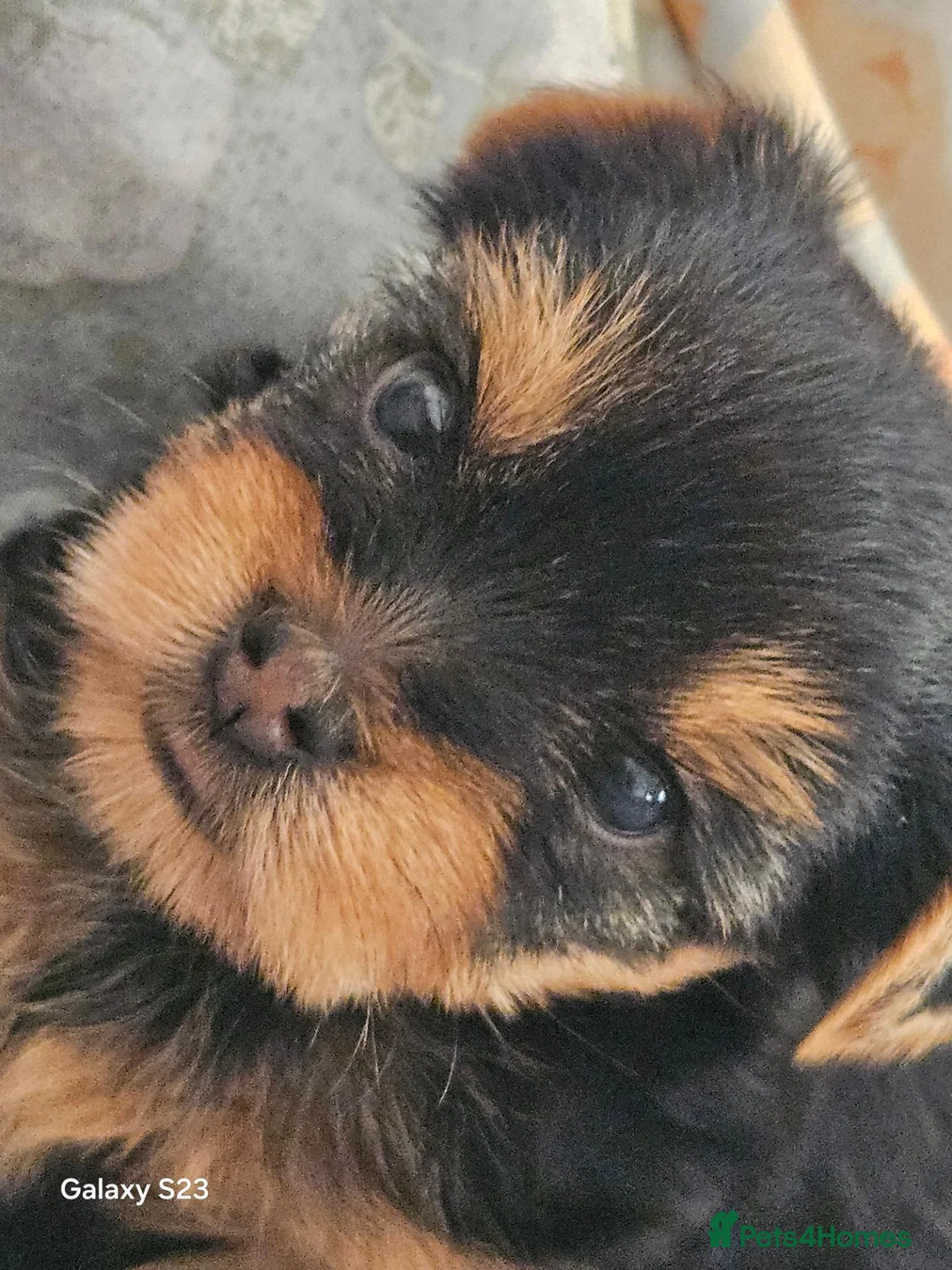 Yorkshire Terrier dogs for sale: Beautiful Yorkshire Terrier Puppy –Lola 🐾💗 - Advert 2