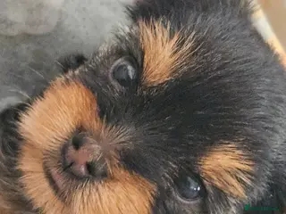 Yorkshire Terrier dogs Beautiful Yorkshire Terrier Puppy –Lola 🐾💗 - Advert 6