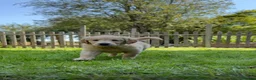Mixed Breed dogs for sale: Magnificent blonde wolf dog puppies golden sarloos - Advert 26