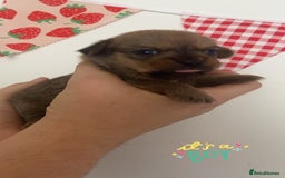 Mixed Breed dogs for sale: Jack x Shitzu puppies dob 17th august 2025  - Image 6