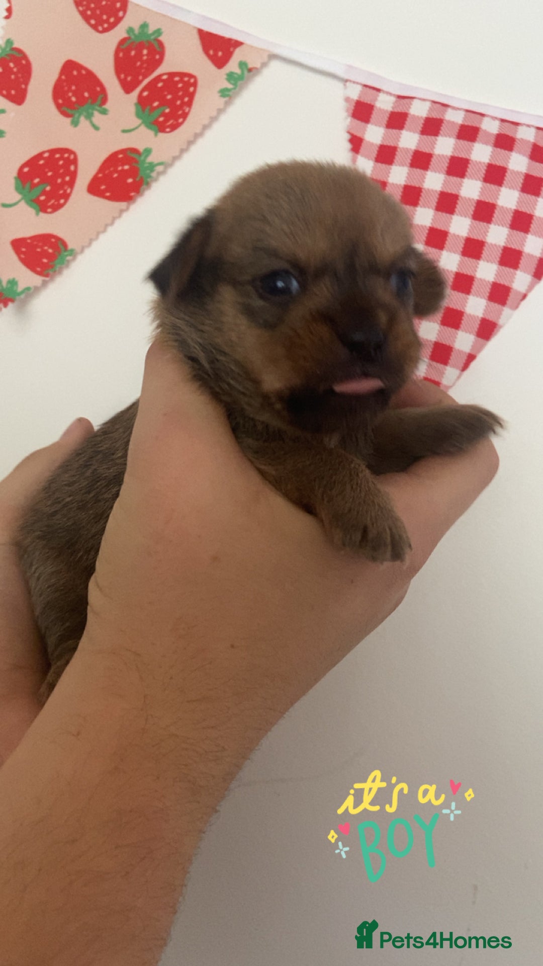 Mixed Breed dogs for sale: Jack x Shitzu puppies dob 17th august 2025  - Image 6