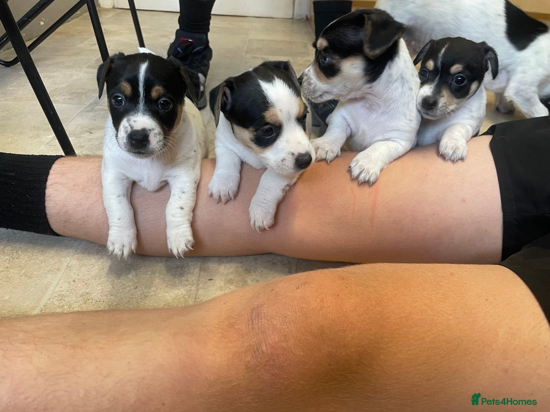 Jack Russell dogs for sale: Jack russell puppies - Image 9