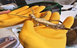 Stick Insects invertebrates for sale: Extatosoma tiaratum Spiny Leaf insect EGGS - Image 5